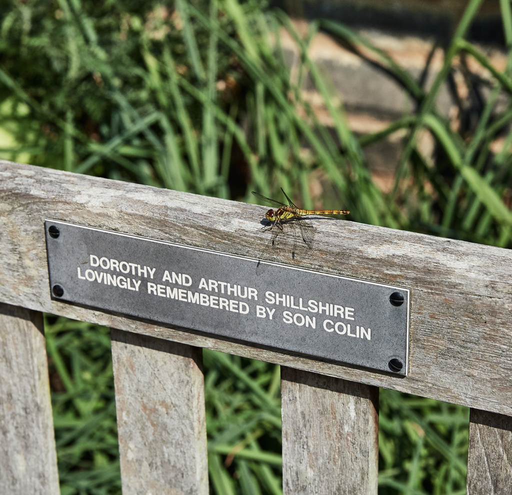 Dragonfly - Botanic Garden - Cambridge - England