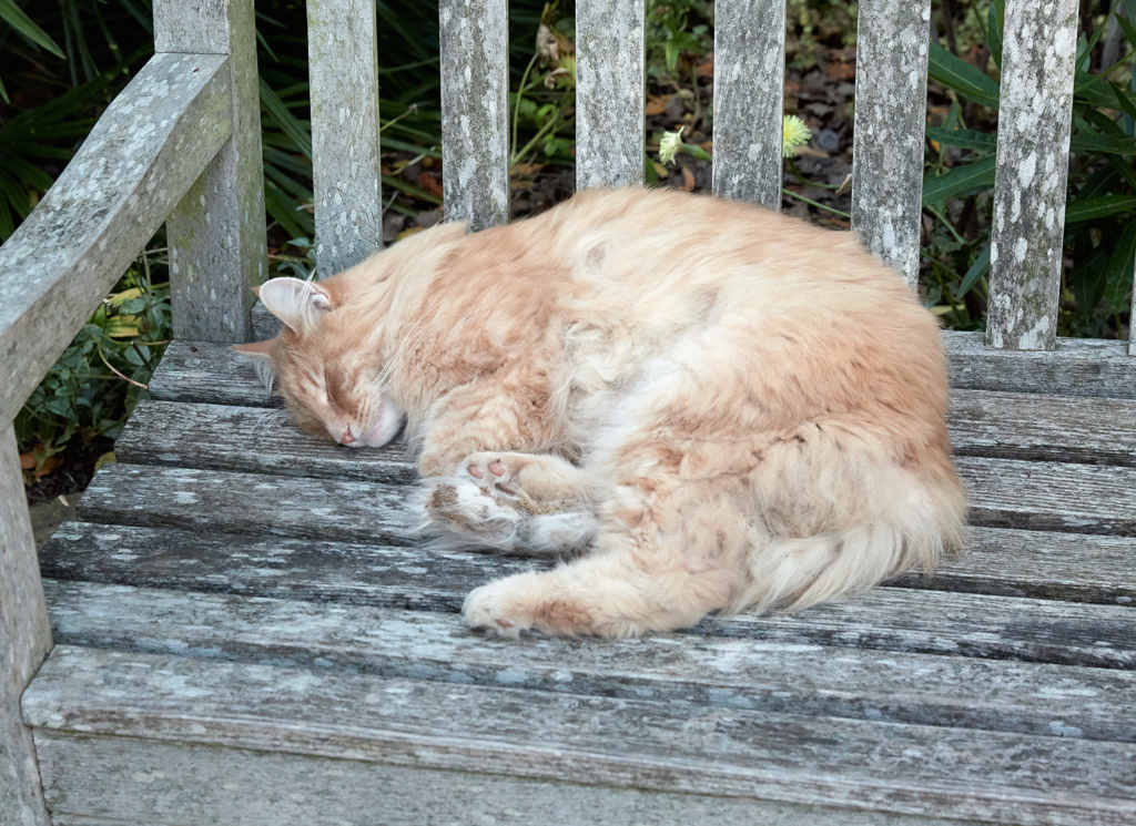 Cat sleeping Botanic Garden Cambridge